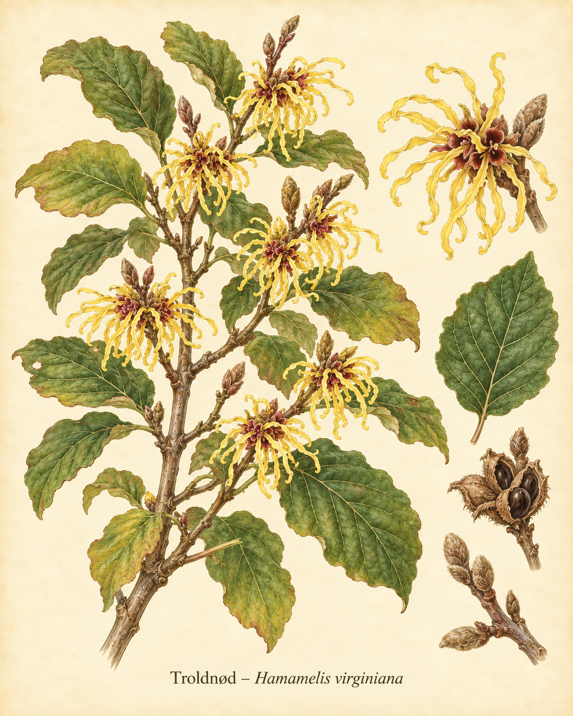 Kunstnerisk akvarel inspireret af Troldnød (Hamamelis virginiana)